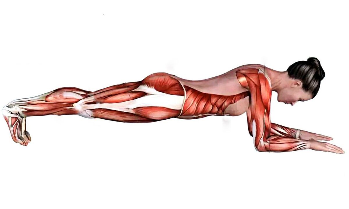 quels muscles travaillent quand la planche